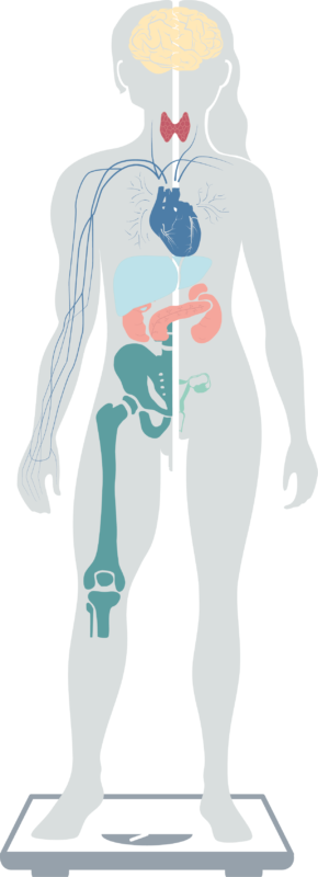 Grafik der Spezialisierungen abgebildet auf einer Figur