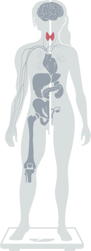 Grafik der Spezialisierungen abgebildet auf einer Figur - Hervorgehobene Spezialisierung Schilddrüse