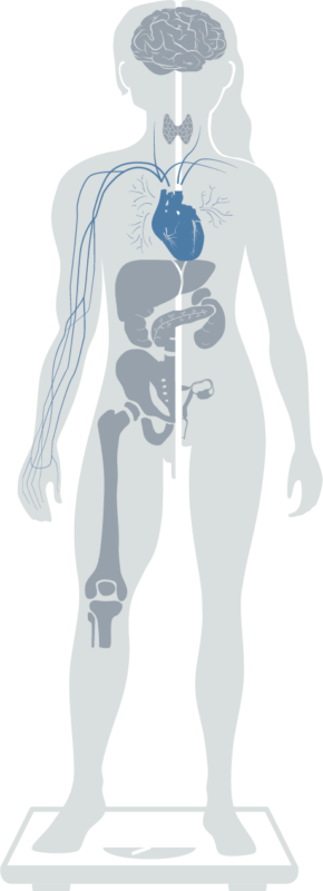 Grafik der Spezialisierungen abgebildet auf einer Figur – Hervorgehobene Spezialisierung Herzkreislauf Grafik der Spezialisierungen abgebildet auf einer Figur - Hervorgehobene Spezialisierung Herzkreislauf