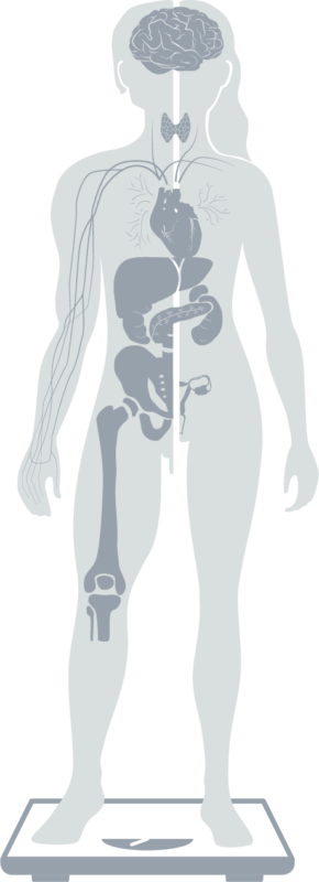 Grafik der Spezialisierungen abgebildet auf einer Figur