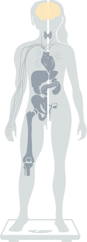 Grafik der Spezialisierungen abgebildet auf einer Figur - Hervorgehobene Spezialisierung Hormone